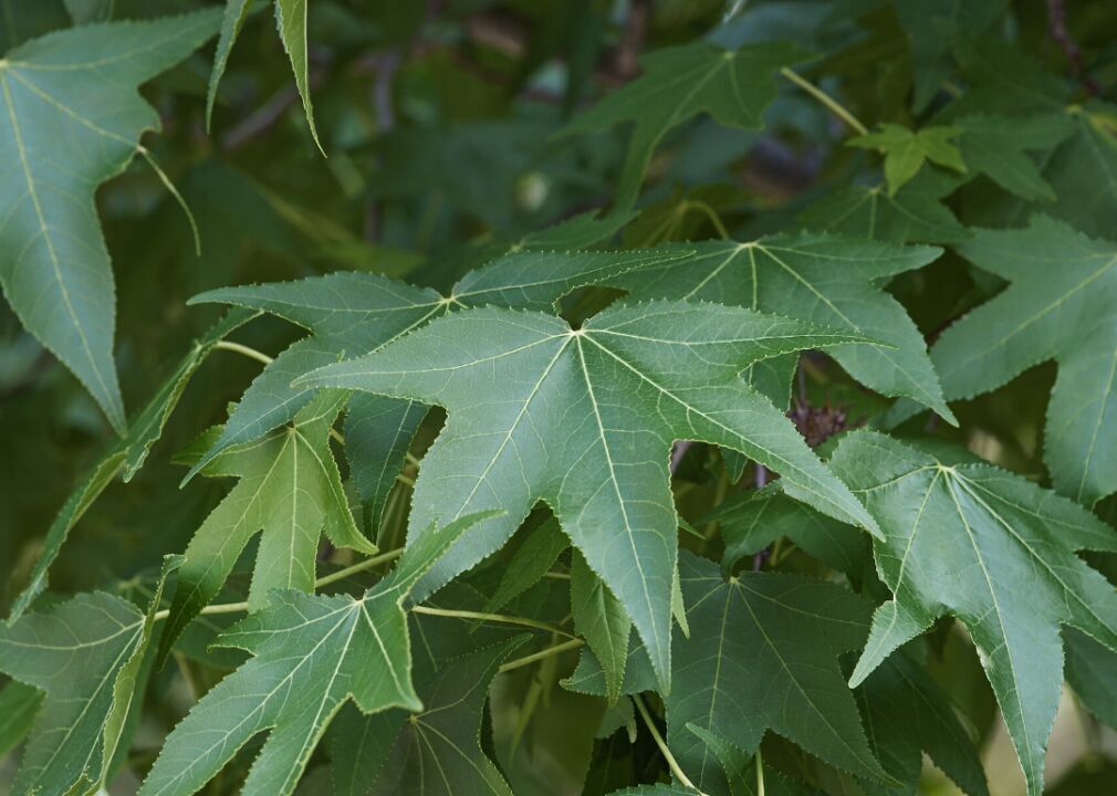 Clue: Tree #8